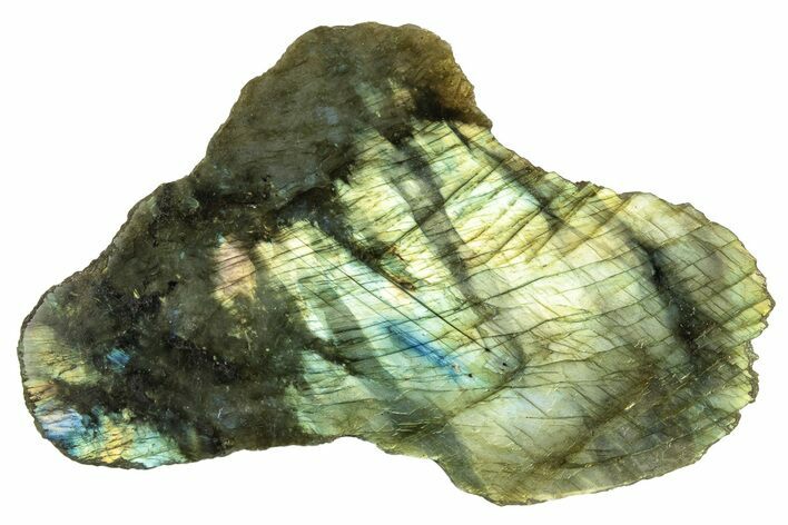 Single Side Polished Labradorite Section - Madagascar #274892